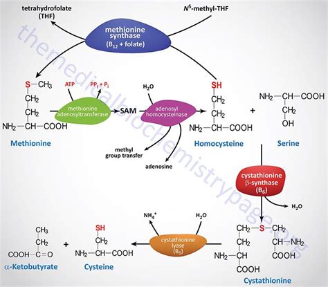 Biosynthesis of Amino Acids