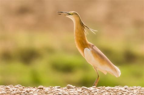 Birds 30 Squacco Heron 2 | Heron, Birds, Shorebirds