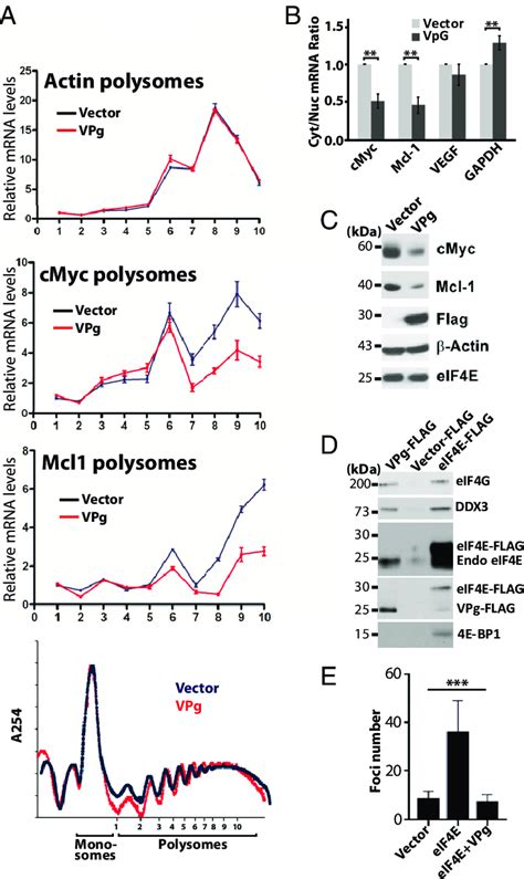 VPg represses eIF4E function in human cancer cells. (A) Polysome... | Download Scientific Diagram