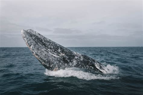 Gray Whale Facts & Information Guide - American Oceans