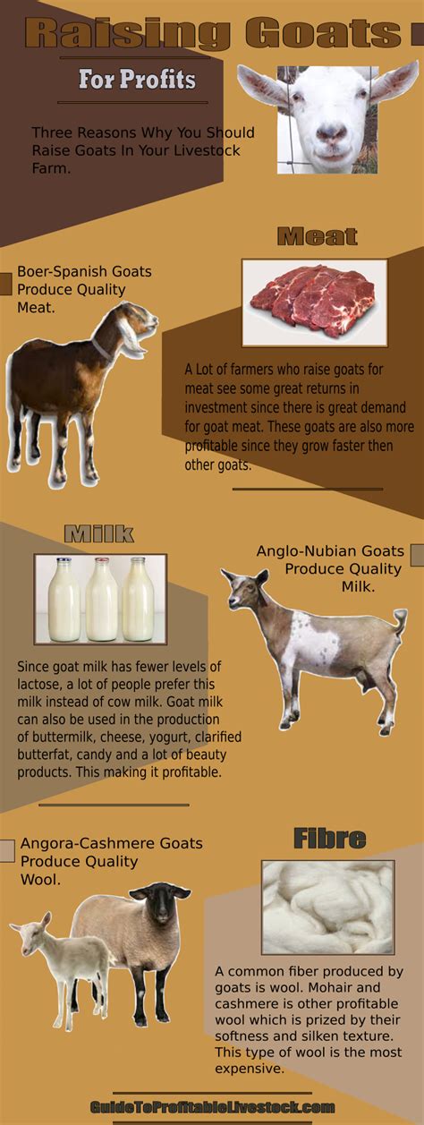 Commercial dairy goat farming | How To Raise Livestock