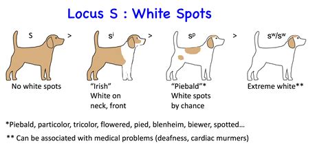 What Determines A Dog Coat Color