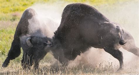 A fight to the death – Bison rut is on in Yellowstone | Powell Tribune