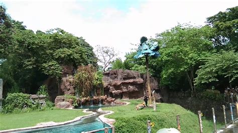 Kebun binatang harimau,bali zoo park bali - YouTube