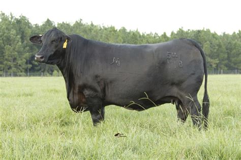 Cattle Breeding