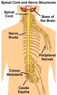 Spinal Nerve Pathways Anatomy