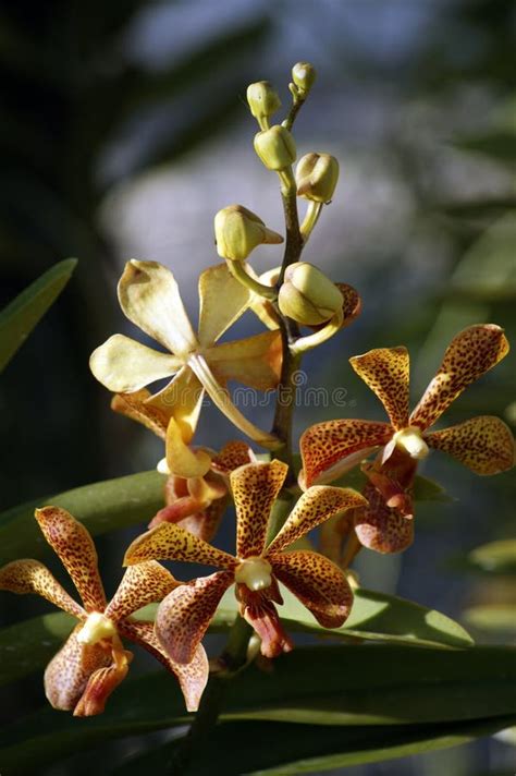 Wild Orchids. Borneo. stock image. Image of branch, flower - 14093763