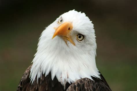 Bald Eagle | National Bird | Bald eagle, Eagle background, National animal