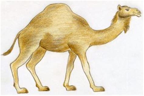 How To Draw A Camel, simple, quick in color pencil.