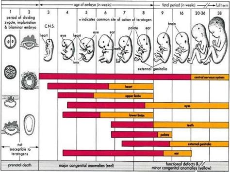 Fetal development stages