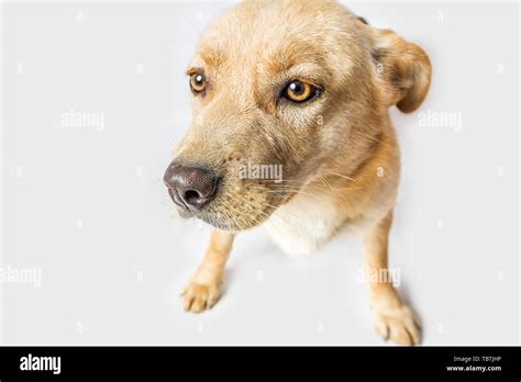 Cute cat and dog, cutest pet, our friend Stock Photo - Alamy