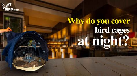 Why Do You Cover Bird Cages At Night? [Surprising Facts]