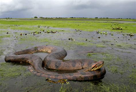 Ten Times Giant Anaconda's Attacked Humans & Nearly Won