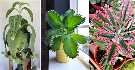 9 Best Mother of Thousands Varieties | Mother of Million Types | Balcony Garden Web