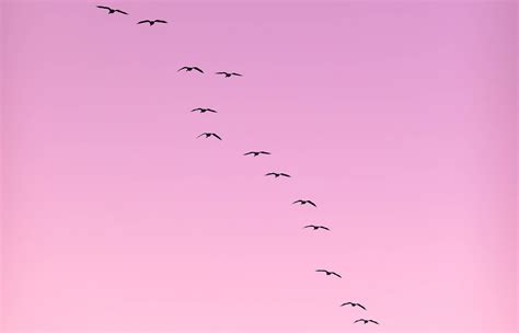 Migration patterns of birds explained - Wachain