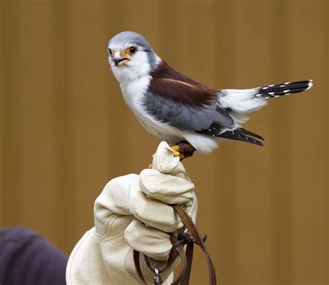 pygmy falcon (photo by nathan rupert) | Birds | Pinterest | Falcons ...