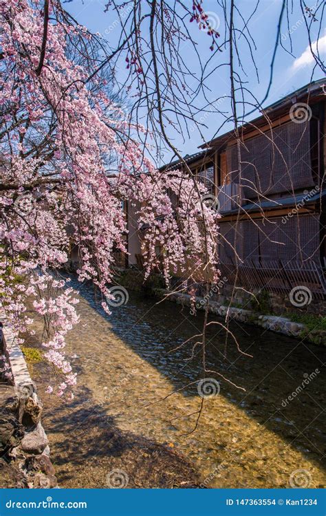 Cherry Blossom in Historic Gion Shirakawa District, Kyoto, Japan Stock Photo - Image of japanese ...