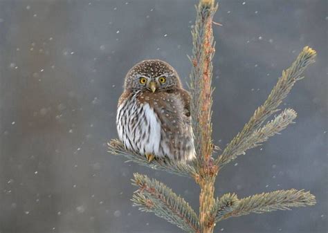 Science News | Northern pygmy owl, Owl, Owl cute