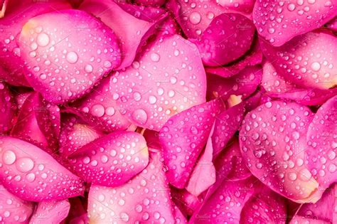 Fresh pink rose petal | Abstract Stock Photos ~ Creative Market