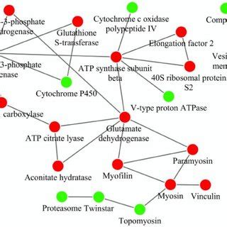 Protein-protein interaction network [14]. | Download Scientific Diagram