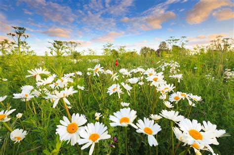 Download White Flower Field Flower Nature Daisy HD Wallpaper