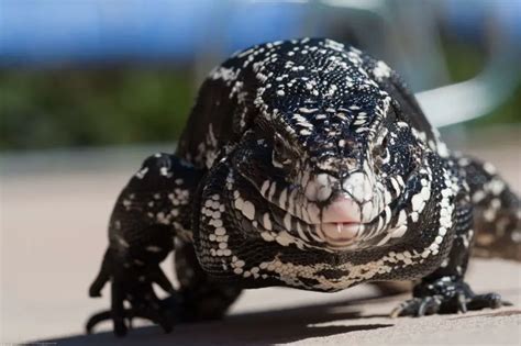 Argentine Black And White Tegu - Facts, Diet, Habitat & Pictures on ...