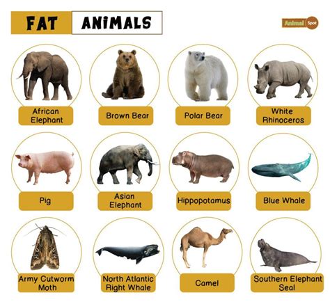 Fat Animals – Facts, List, Pictures