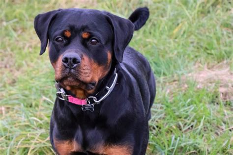 Everything You Wanted To Know About Female Rottweilers