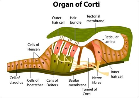 The ear's sensitivity to sound is controlled by outer hair cells