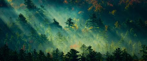 Forest 3440x1440 : r/WidescreenWallpaper