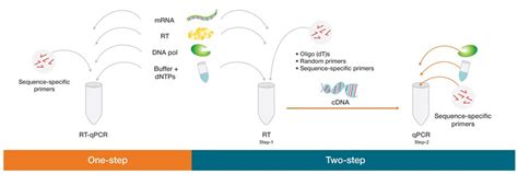 Basic Principles of RT-qPCR | Thermo Fisher Scientific - US