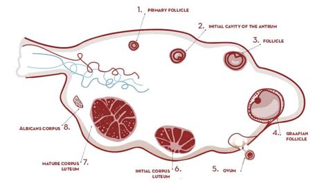 What is the corpus luteum?