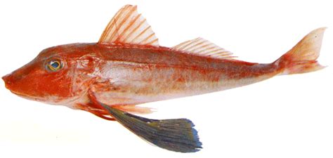 Red gurnard - Alchetron, The Free Social Encyclopedia