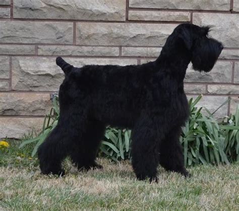 Giant Schnauzer Puppy for Sale - Adoption, Rescue for Sale in Salina, Kansas Classified ...