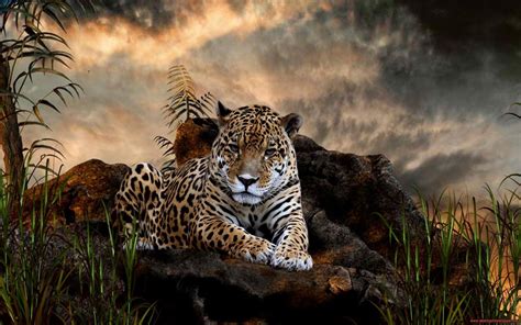 Wild Animals Wallpapers (57+ images)