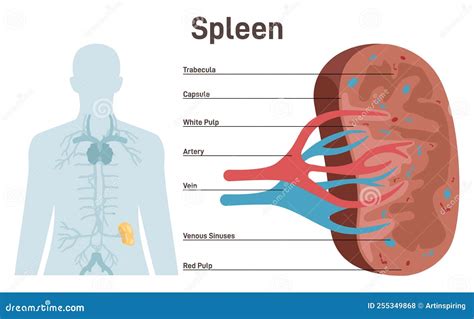 Spleen, Cross Section Structure. Lymphatic and Immune System Blood Filter Stock Vector ...