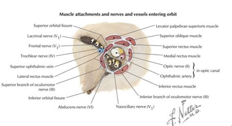 case 3 anatomy orbit and eye Flashcards | Quizlet