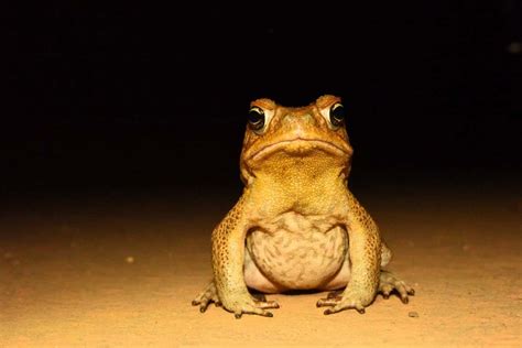 City life is giving male Australian cane toads longer legs | New Scientist