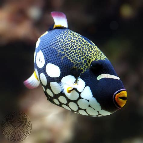 Clown triggerfish by webcruiser on deviantART | Beautiful sea creatures, Marine fish, Underwater ...