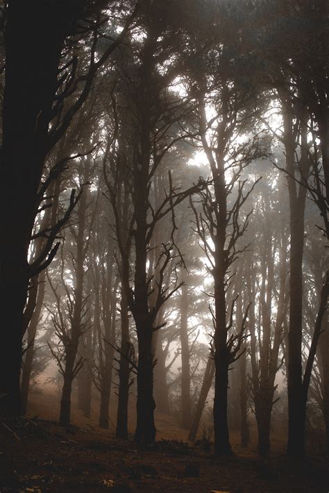 Foggy forest, trees and animals on Behance