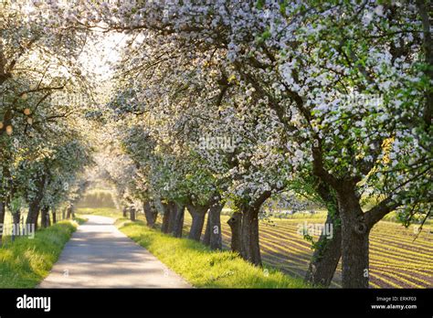 Mainradweg, bike path along the Main, lined with blossoming apple trees ...