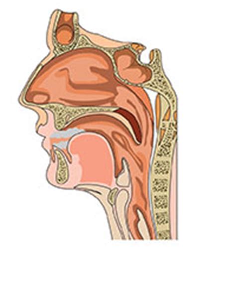 Balloon Sinuplasty - ENT Doctors in Fredericksburg, VA