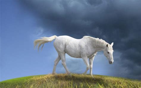 White Horse Wallpapers - Wallpaper Cave