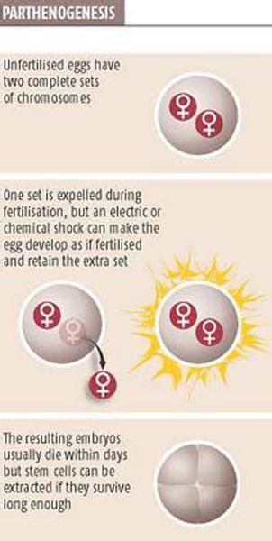 Asexual Reproduciton: Parthenogenesis