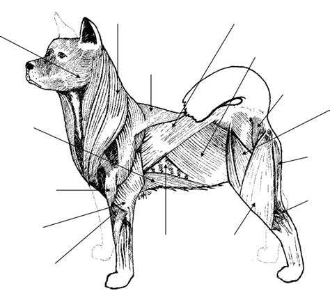 Identify the Major Muscles of animals Diagram | Quizlet