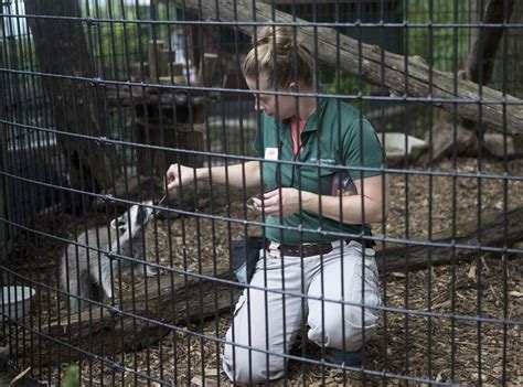 Mill Mountain Zoo welcomes raccoon | News | roanoke.com