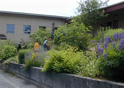 Shoreline Area News: Visit the Echo Lake School Native Plant Garden ...