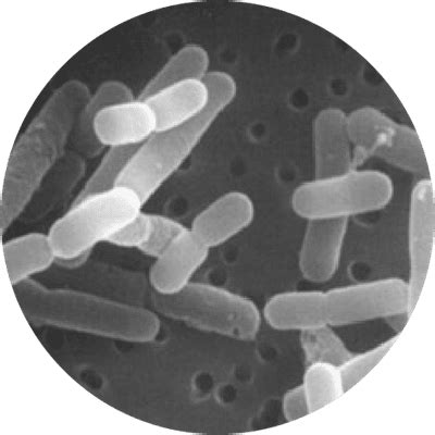 Lactobacillus reuteri Protectis® | Database