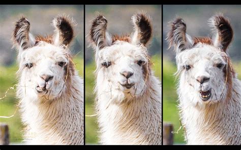 Llama faces | Spring animals, Llama face, Llama love