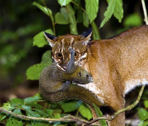 Asian golden cat (Pardofelis temminckii) | Asian golden cat … | Flickr